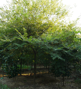 櫸樹(shù)