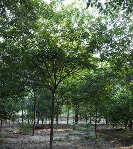 櫸樹(shù)