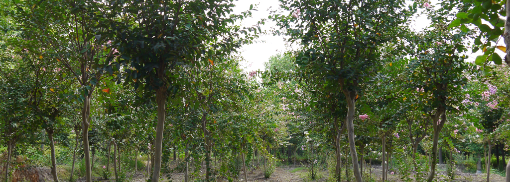 紫薇樹(shù)