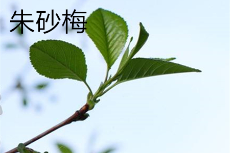 ��ɰ÷�c����t÷�ą^(q��)�e