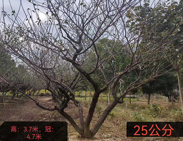 25���ּt÷